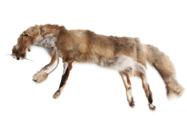 Firedog Fox dummy 2,5 kg