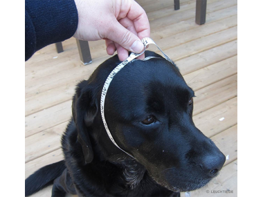 LED Light dog collar LEUCHTIE Easy Charge USB magnetic sensor turquoise 45 cm