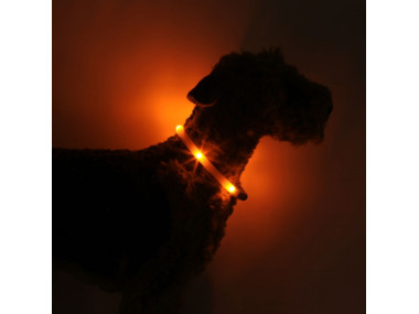 LED Light dog collar LEUCHTIE Easy Charge USB sunset orange 42,5 cm