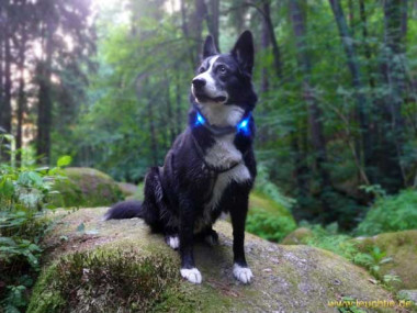 Leuchtie collar 2024